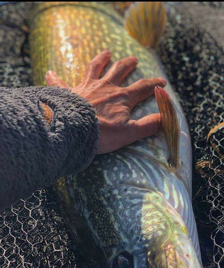 52831a4ec3962e5cef22d964b68137bc