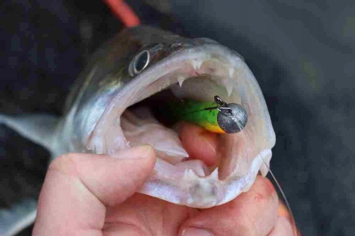 c61c28229aecb0020557478b3ed4bfae