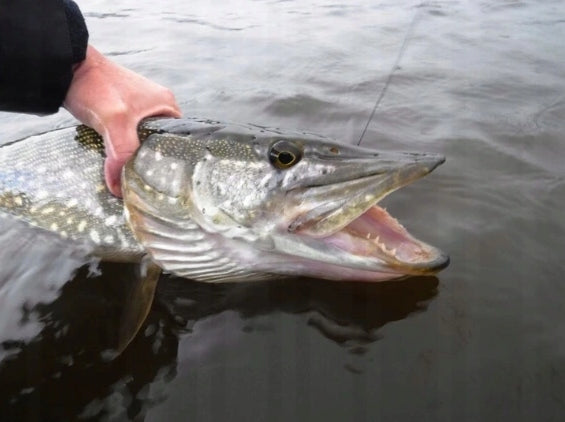 d411e35264085c1a84bb3831629383ec