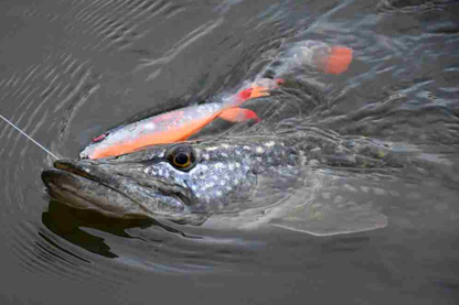 6b4973b90ef8076cefd0216a832e30c4