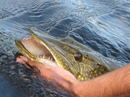 5af637222831931436f85fc1f6573838