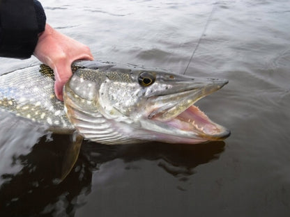 b99bcb029756cce80af299adc0600da4